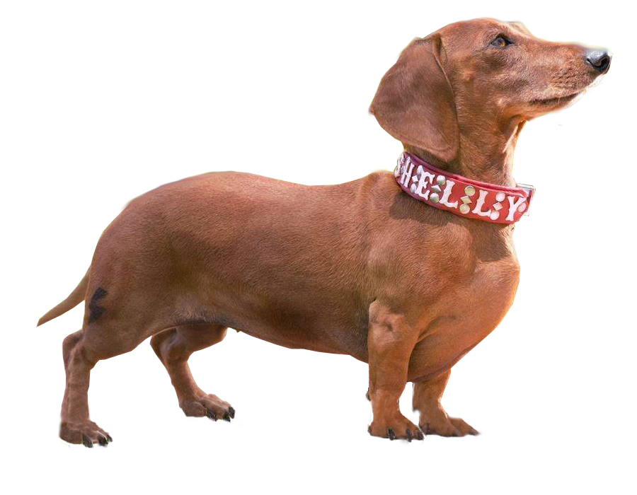 Everything Doxie Wiener Dog Internationals