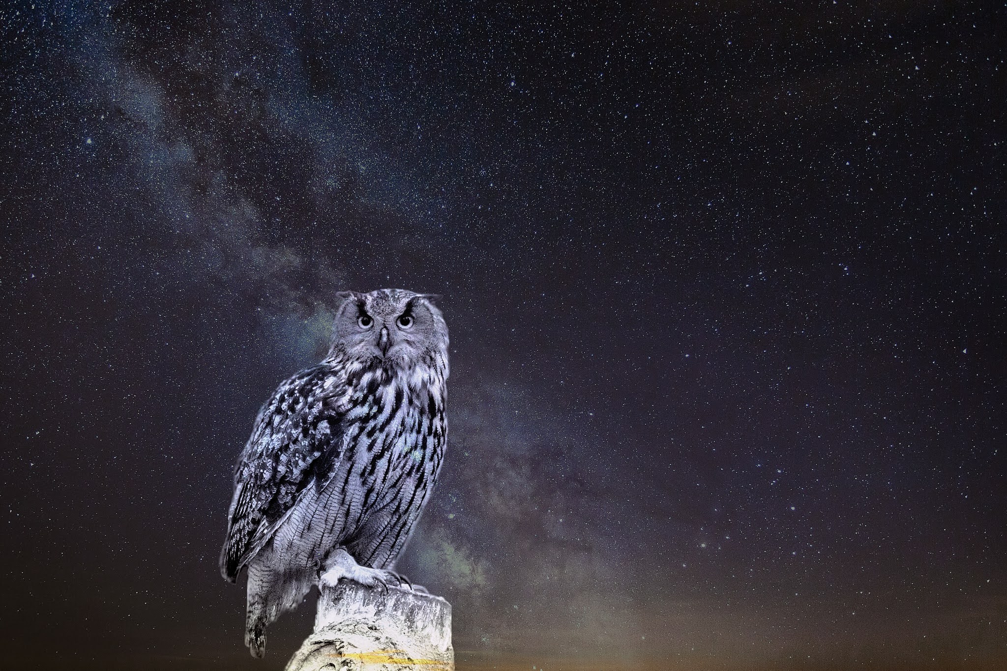 A Night owl Kind of owl Natural beauty Owl Bird Plumage Mouse Hunter 2020 A Night owl Kind of owl Natural beauty Owl Bird Plumage Mouse Hunter 2020