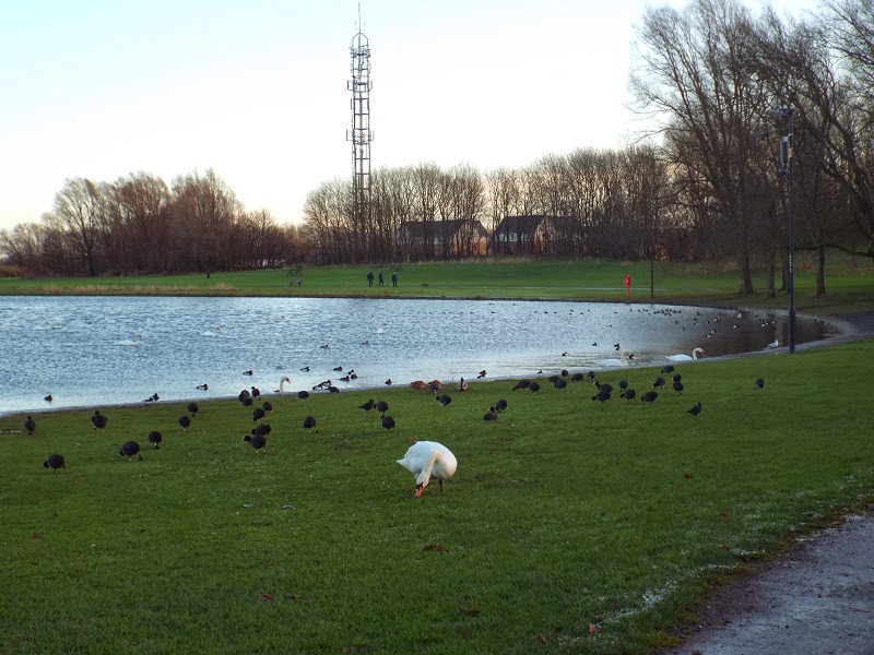 Photographs Of Newcastle Killingworth Lake