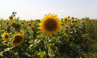 sunflowers at Rhossilli