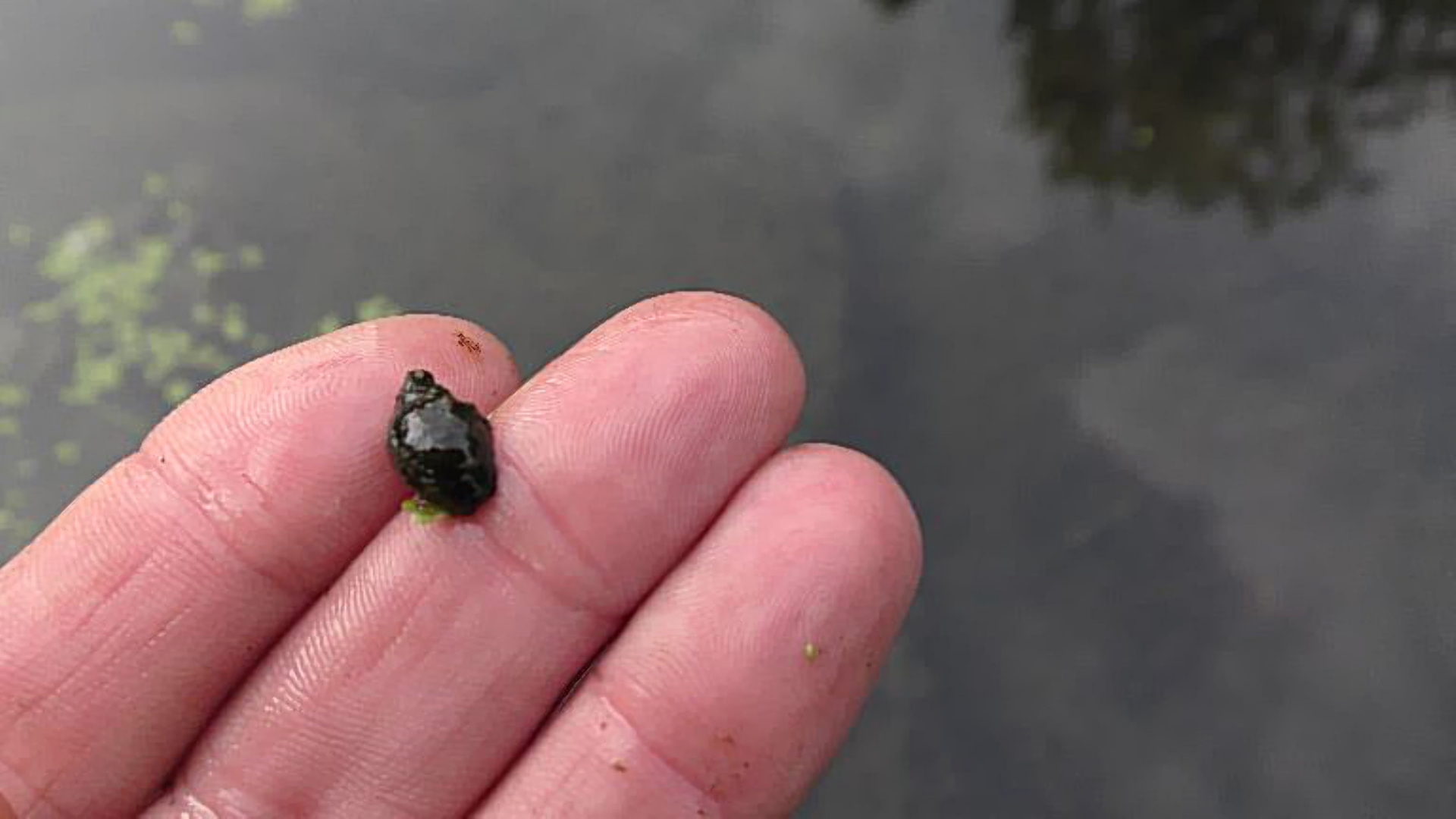how to get rid of snails in koi pond 2