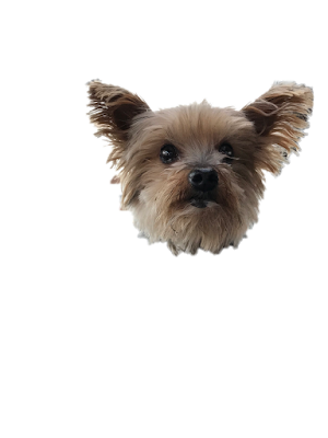 yorkie face