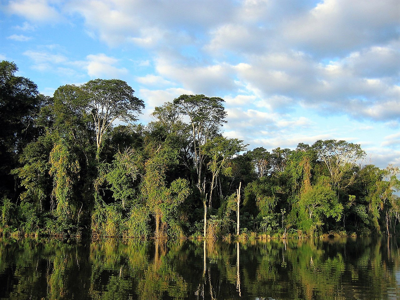 5-five-5: Atlantic Forest (Brazil)