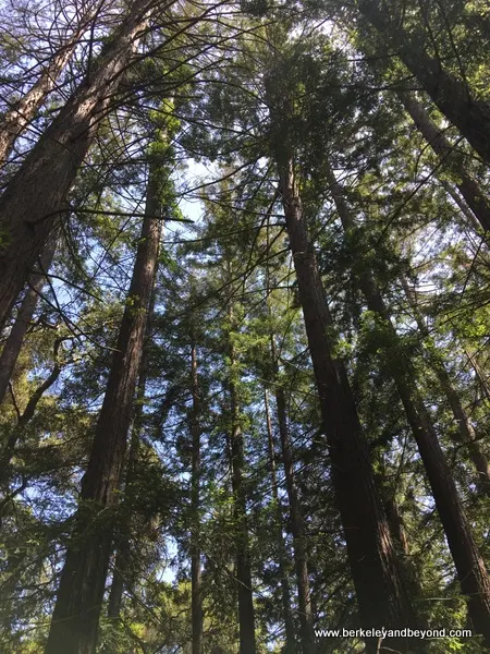 redwoods cluster at Redwood Grove Nature Preserve in Los Altos, California