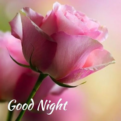 good night good night