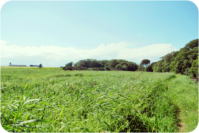 Aberdeenshire fields