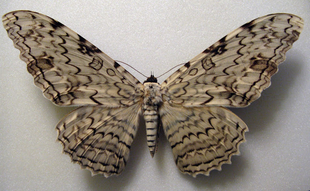 “Бабочка смерти”, Мексика