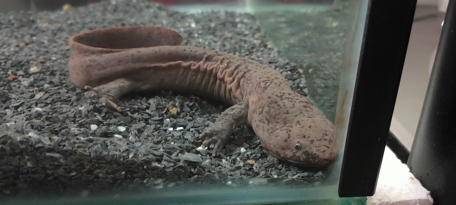 Chinese Giant Salamander