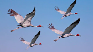 आकाश में ऊंचाई पर उड़ते हुए पक्षियों की छाया पृथ्वी पर नहीं दिखाई देती हैं, क्यों ? आकाश में ऊंचाई पर उड़ते हुए पक्षियों की छाया पृथ्वी पर नहीं दिखाई देती हैं, क्यों ?