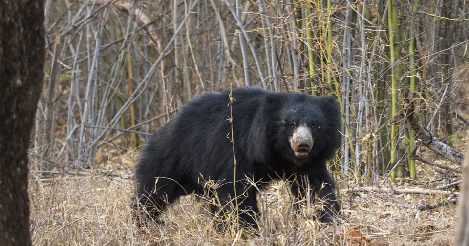 Biodiversite Animale L Ours Lippu