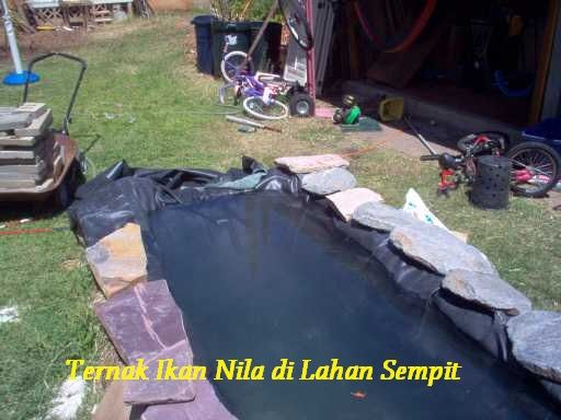 Gambar Ternak Ikan Nila di Lahan Sempit Dengan Terpal Kotak