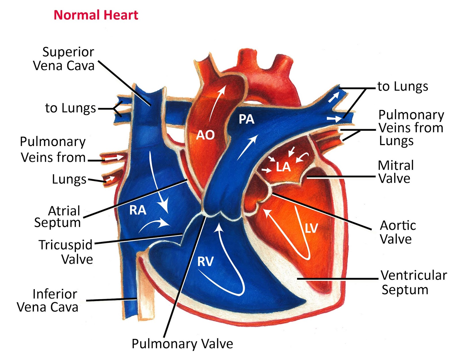 blood-flow-through-the-heart