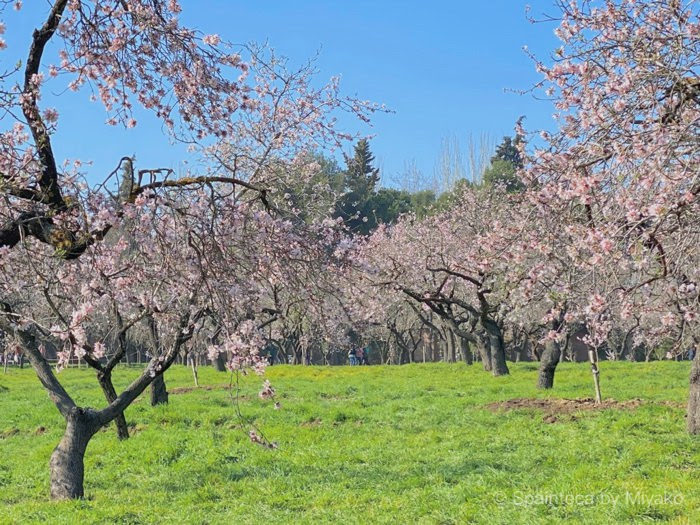 Parque Quinta de Los Molinos, Madrid マドリードのお花見ができる公園で桜が満開