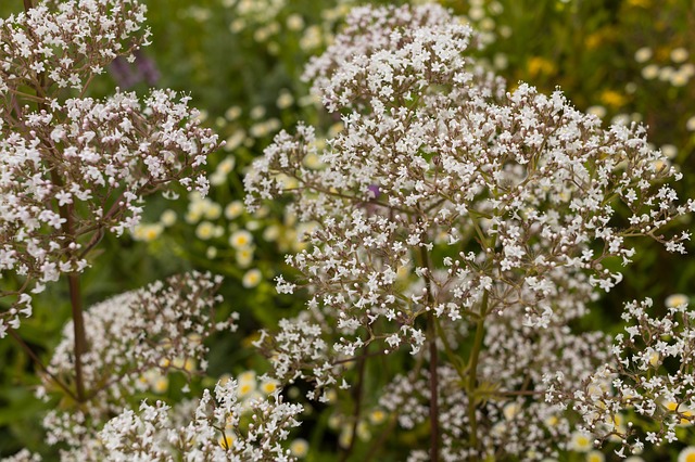 La valeriana como tranquilizante natural