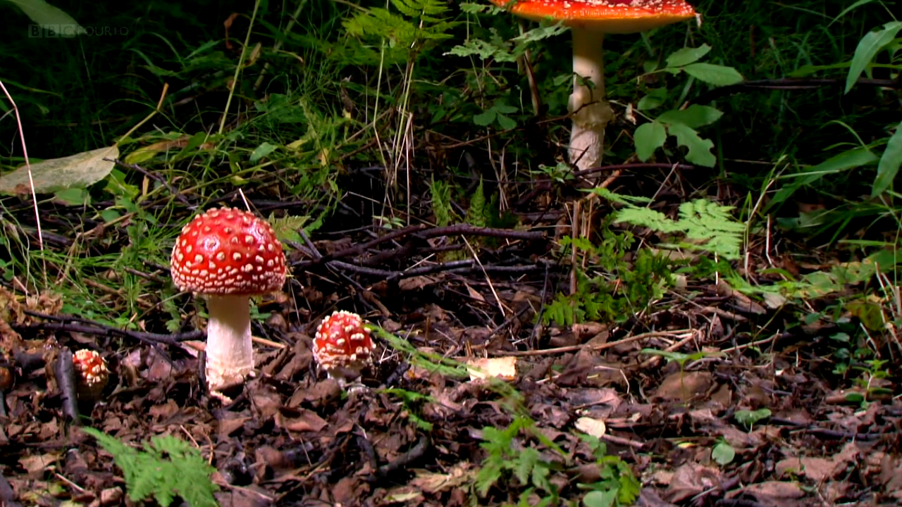 Asadal BBC The Magic of Mushrooms (2014)