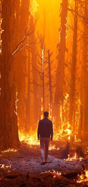 fire forest man