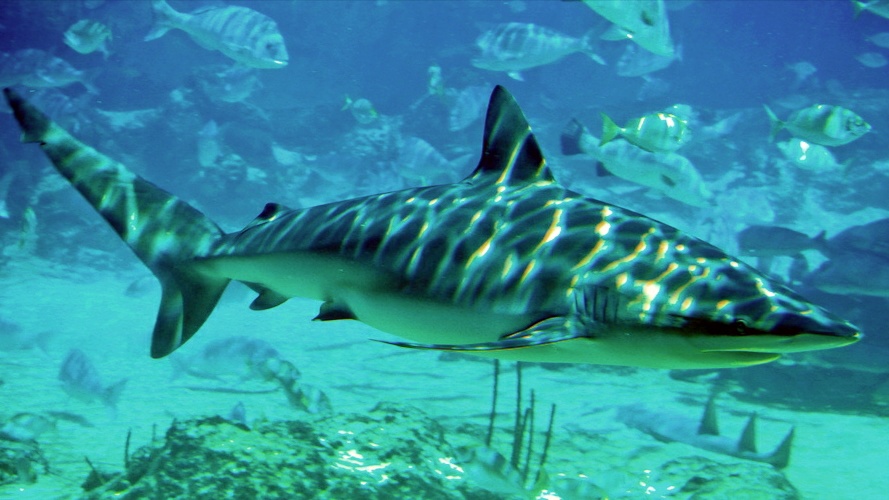 Gambar Ikan Hiu Keren Dalam Laut  Kumpulan Gambar