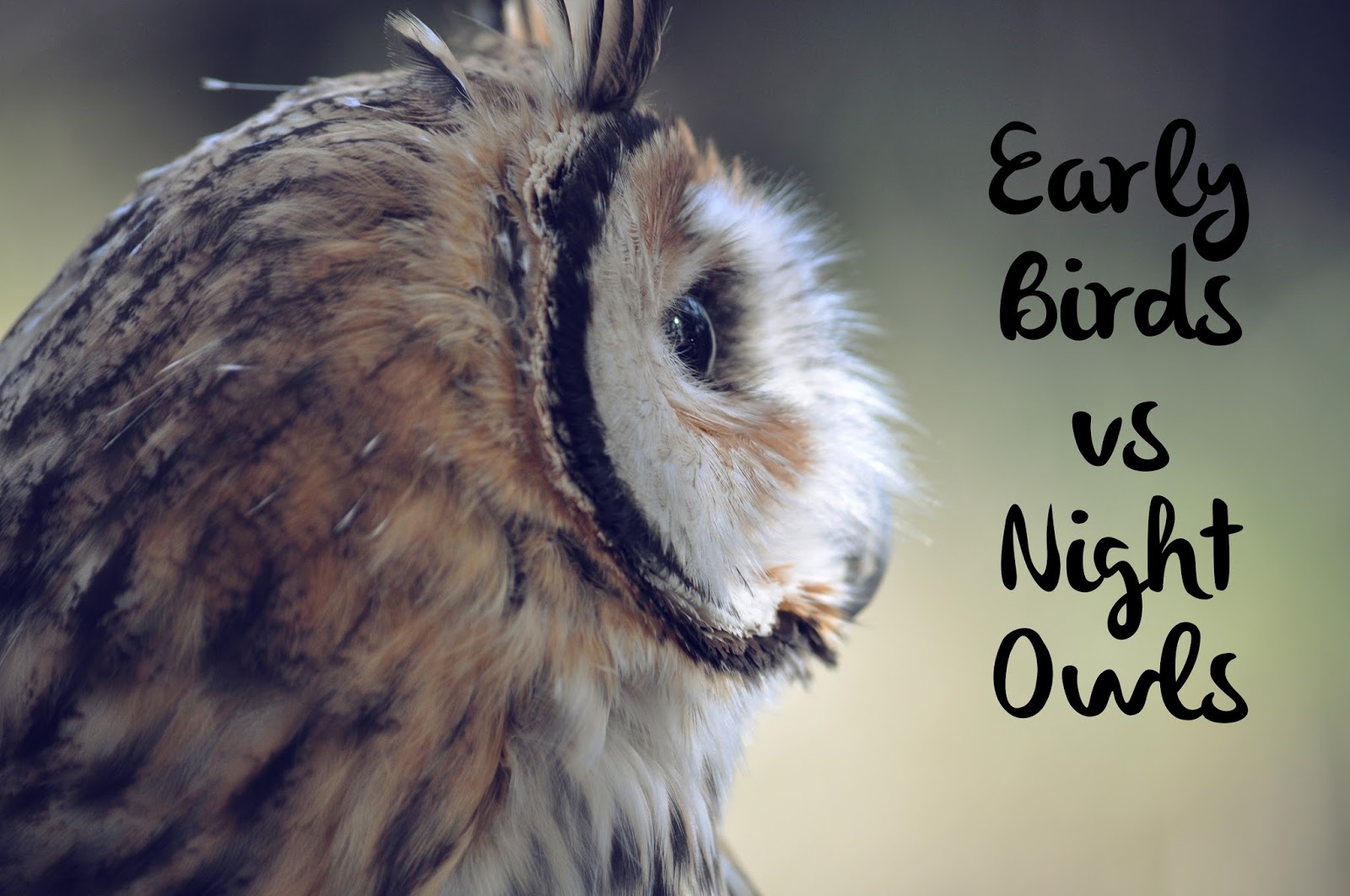 Early Birds Vs Night Owls ~ The Literary Lady
