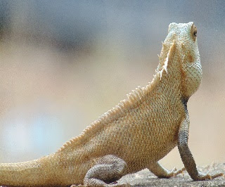 Reptiles meaning in tamil picture