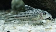 Jenis Ikan Corydoras robineae