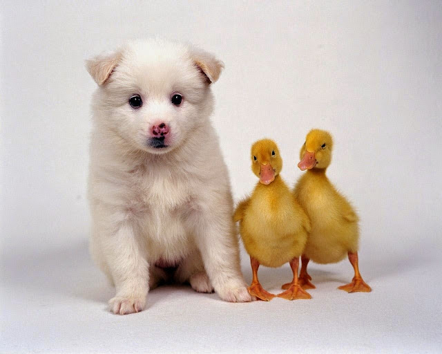 1674-Puppy With Two Little Ducks Animal HD Wallpaperz