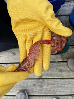 A coonstripe shrimp in a yellow glove.