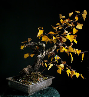 Bonsai, yamadori, birch, bříza, betula, fall color, 