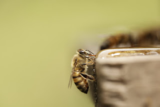 fotografias de abejas en macro