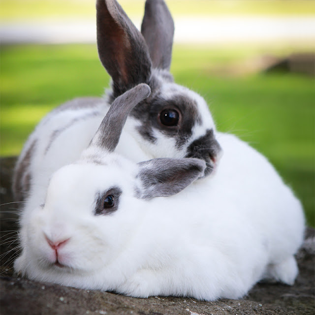 Rabbit Wonders Exploring the Cuteness of Bunnies mycoolpet