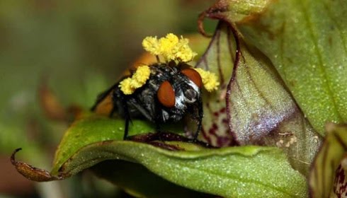 bunga anggrek: YouTube - Bunga Anggrek