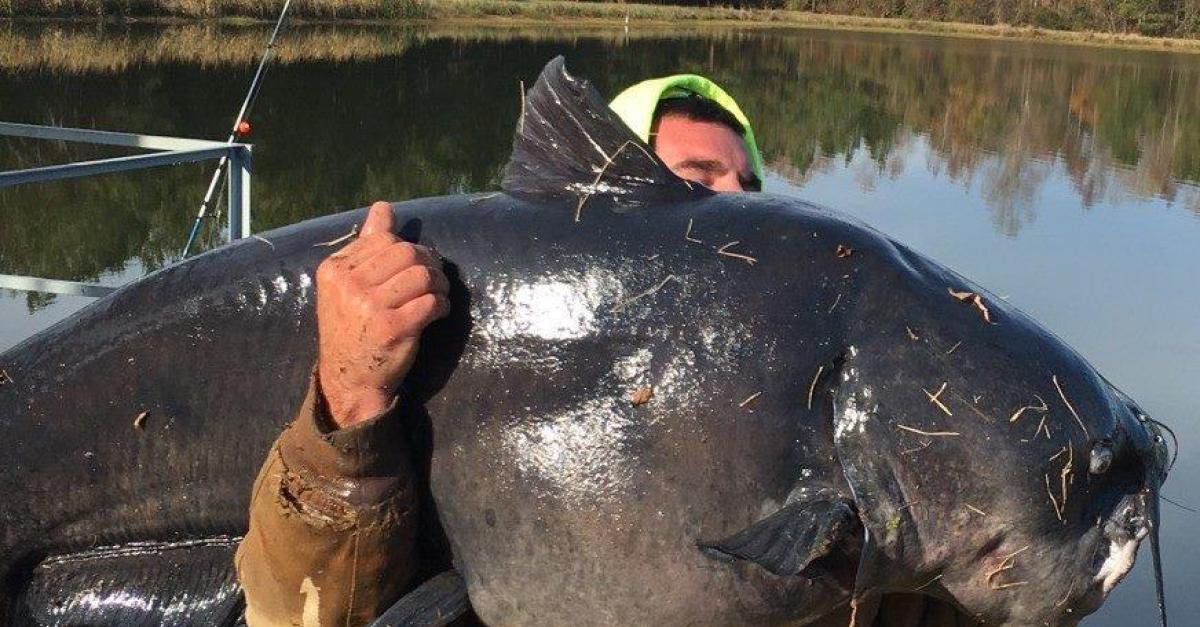 Sally and Sam North Carolina man hooks massive 112pound catfish while fishing