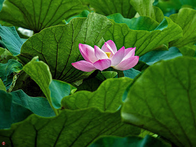 Sacred lotus flower: Tsurugaoka-hachimangu