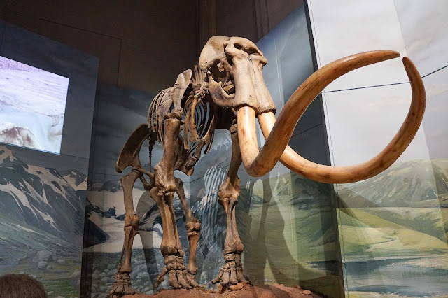 Mammoth Fossil 