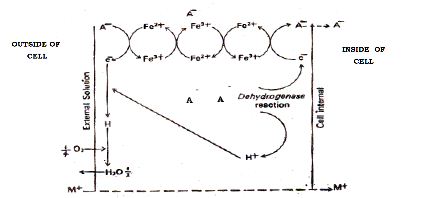 Mechanism of Mineral uptake by Plants