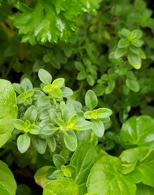 Herbs for Healthy Backyard Chickens Fresh Eggs Daily® with Lisa Steele