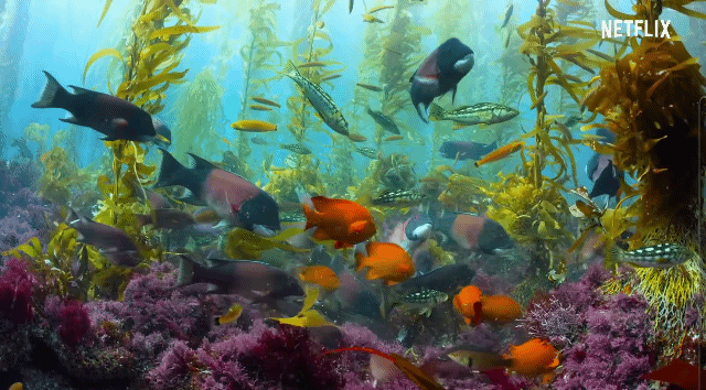 해달이 캘리포니아 켈프 숲에서 매우 중요한 존재라고 불리는 이유 | 인스티즈