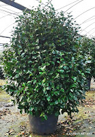 Camelias para Jardinería ornamental