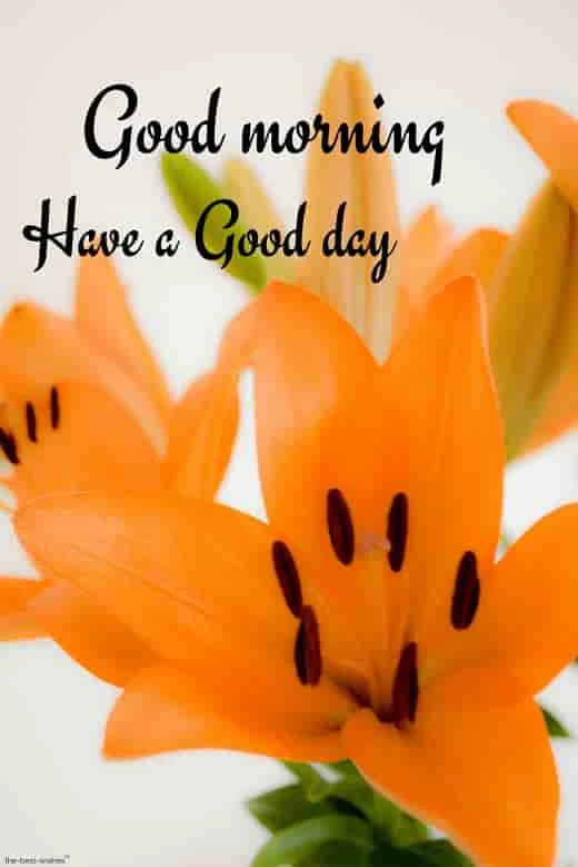 good morning hd images with orange flower