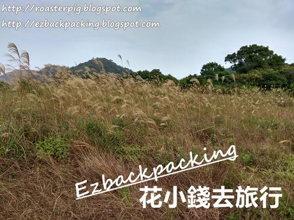 香港芒草:鹿頸谷埔行山看芒草