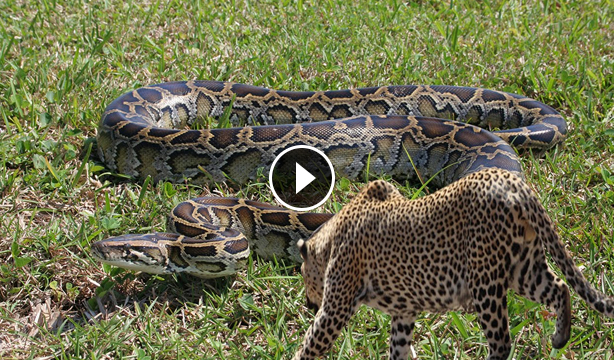 AMAIZING YUO MUST WATCH THIS VIDEO ANAKONDA VS TIGER>>>>>. - Bongo Raha