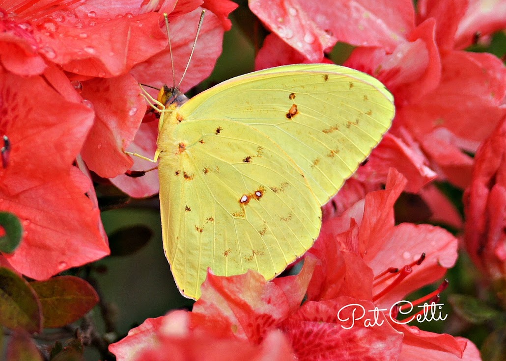 Christmas Butterfly.