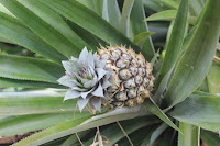 Pineapple Fields in Moorea