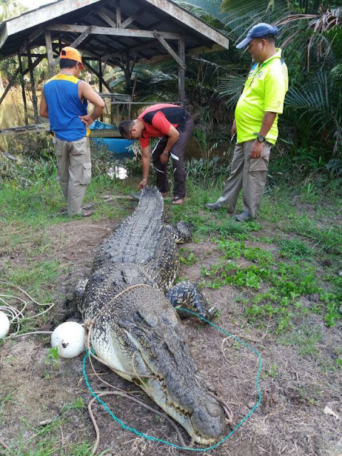 Crocodile caught from the waters of Sibuti, Miri.