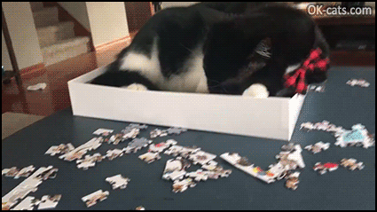 Crazy Cat GIF • Cat destroying puzzle trying to eat pieces while lying in the box, haha [ok-cats.com]