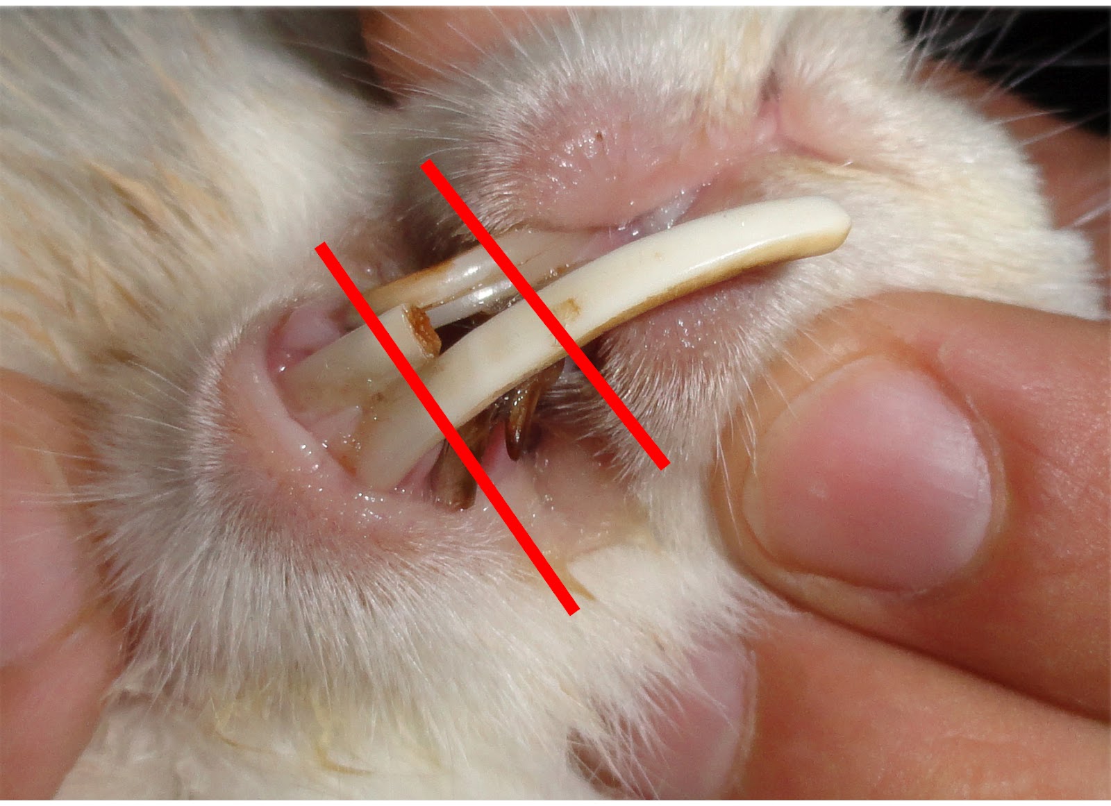Criação Mágico André Silva O dente do meu coelho está grande. E agora?
