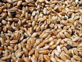The wheat had a few bits of other grain mixed in. The wheat had a few bits of other grain mixed in.