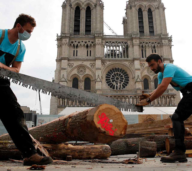 Já foram escolhidos os oito carvalhos de dois séculos para a agulha de Notre Dame