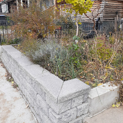 Little Portugal Toronto Fall Cleanup Before by Paul Jung Gardening Services--a Toronto Organic Gardening Company