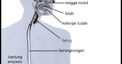 Sistem Pencernaan Manusia (Alat, Kelenjar, & Ganguan ...