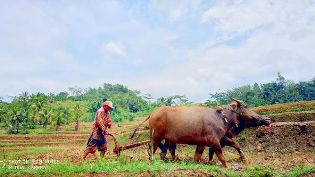 Kurang Tertarik Pakai Traktor, Mbah Kus Lestarikan Bajak Sawah Dengan Kerbau Pertanian Ponorogo Kurang Tertarik Pakai Traktor, Mbah Kus Lestarikan Bajak Sawah Dengan Kerbau Pertanian Ponorogo